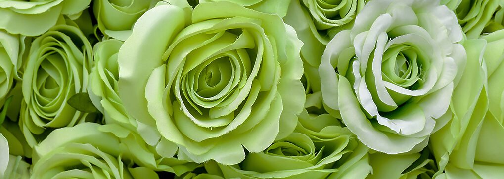 the-real-meaning-behind-green-roses-sense-ecuador