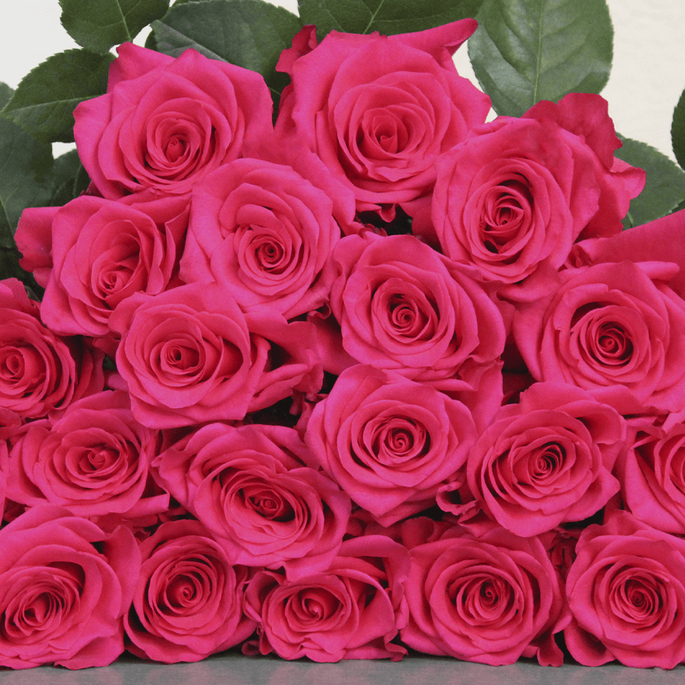 V.I. Pink Roses